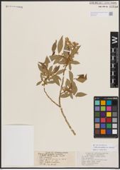 Foto von Salix eriocephala var. watsonii (Bebb) Dorn